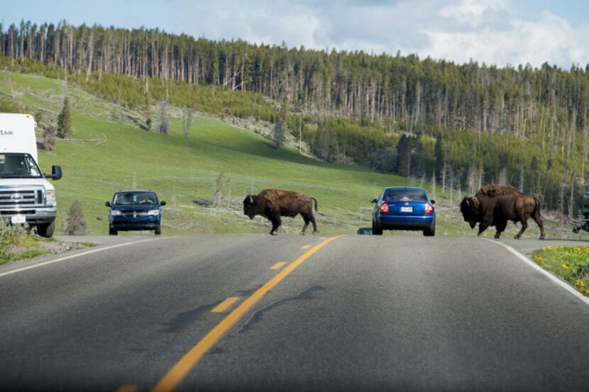 Bison take their time crossing the road in Yellowstone. During peak months, a bison crossing...
