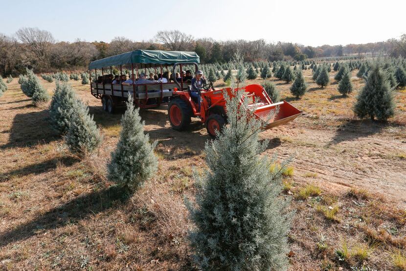 Kim Yarbrough-Stanfield drives one of the hay rides through the orchard at Mainstay Farm in...
