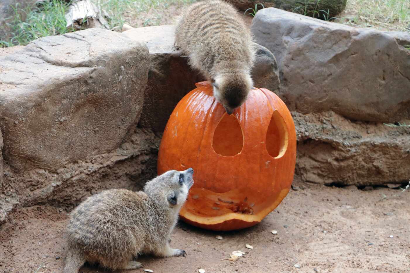 The Dallas Zoo's meerkats enjoy a pumpkin treat with worms in celebration of Halloween on...
