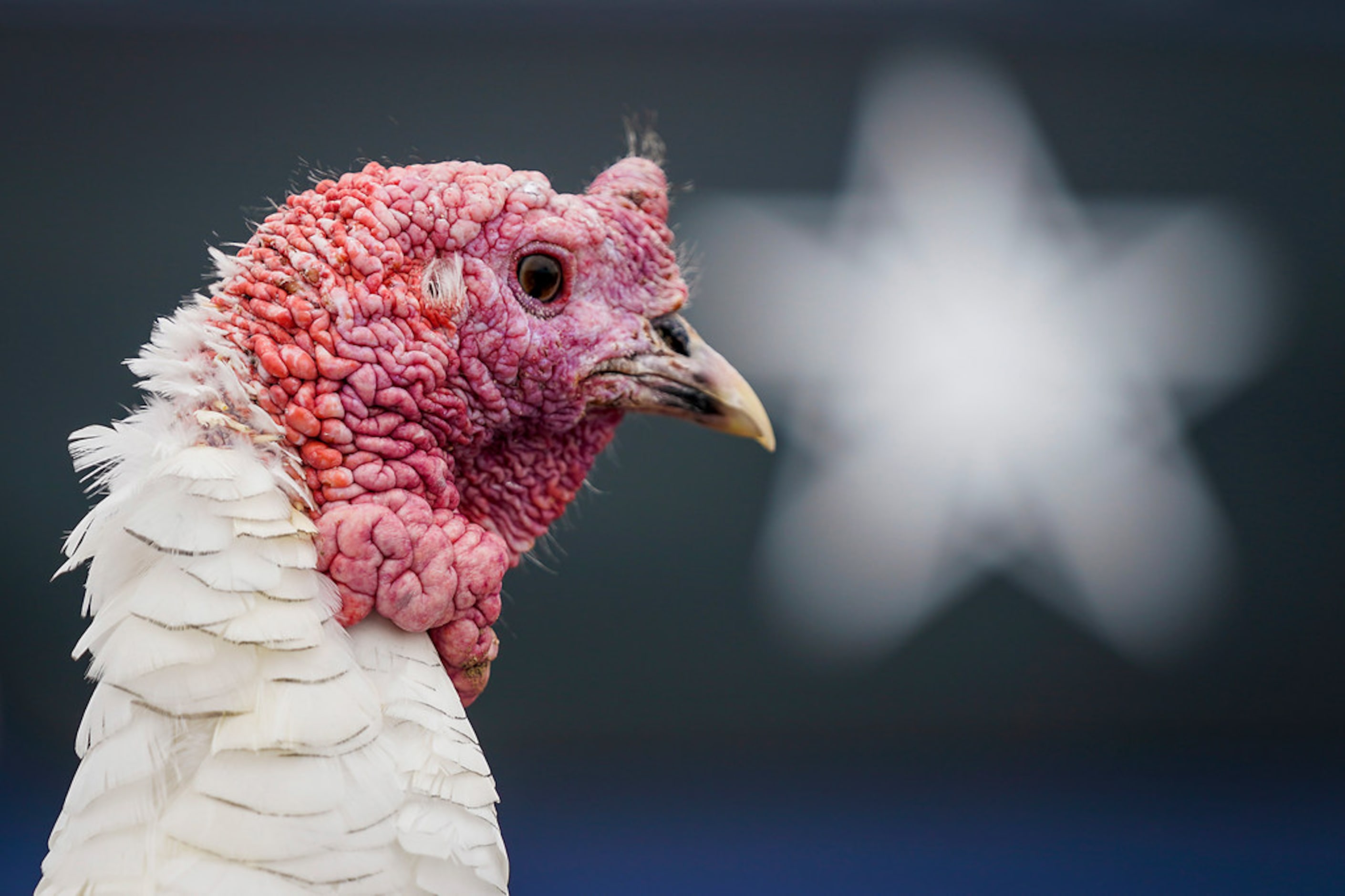 Tom, the Tailgate Turkey, poses for a photos in front of the stadium as fans tailgate before...