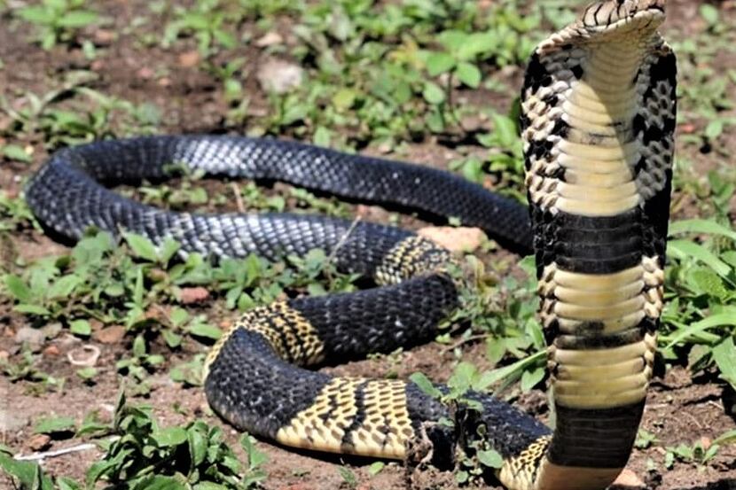 A West African banded cobra (not this one) has been missing since it vanished from its cage...