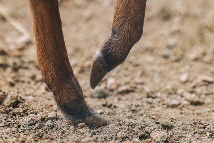 The hooves of Viazi, the father to the newest a blue duiker born at the Dallas Zoo. 