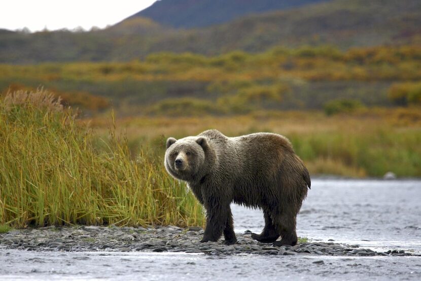 A Kodiak  brown bear stands alone in the Alaskan wilderness.