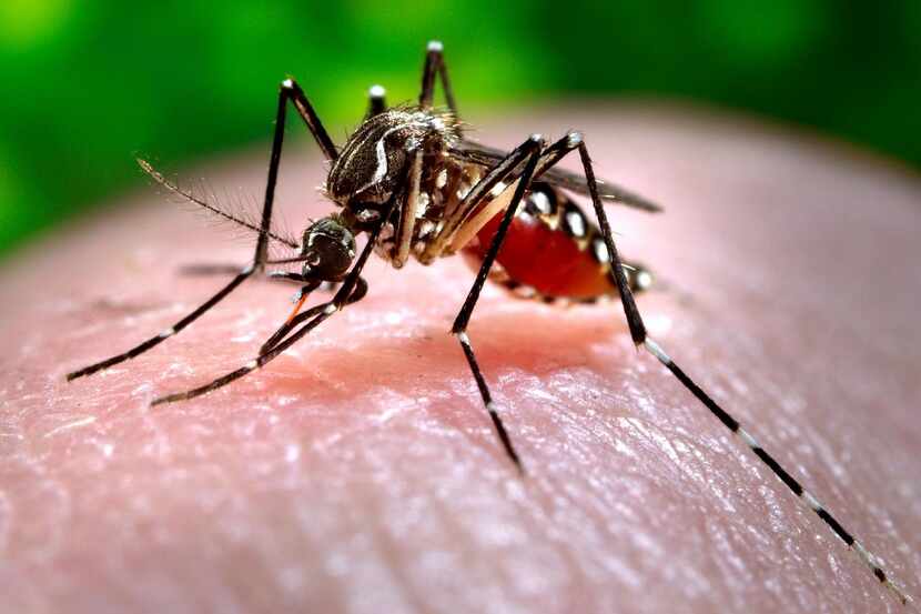 El mosquito de la especie Aedes aegypti transmite tanto el chikunguña como el zika....