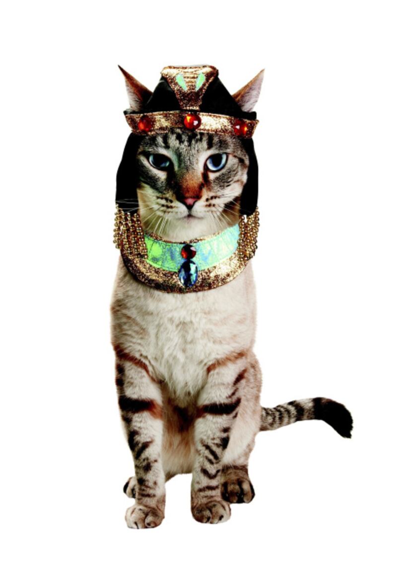 The beautiful and mysterious ruler is reincarnated as your cat. (But you knew that already.)...