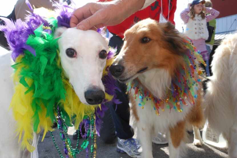 McKinney's Krewe of Barkus parade and party is set for Sunday.