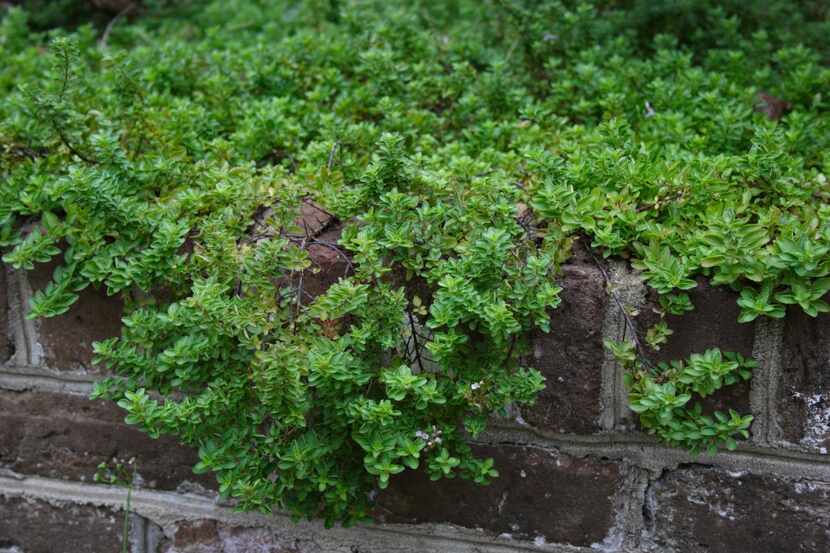 
Creeping winter savory, a culinary herb used as a ground cover, shouldn’t be planted where...