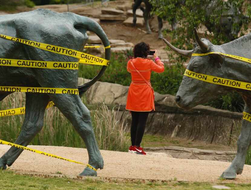 A tourist from China is framed by two of the bronze steers, created by Glen Rose artist...
