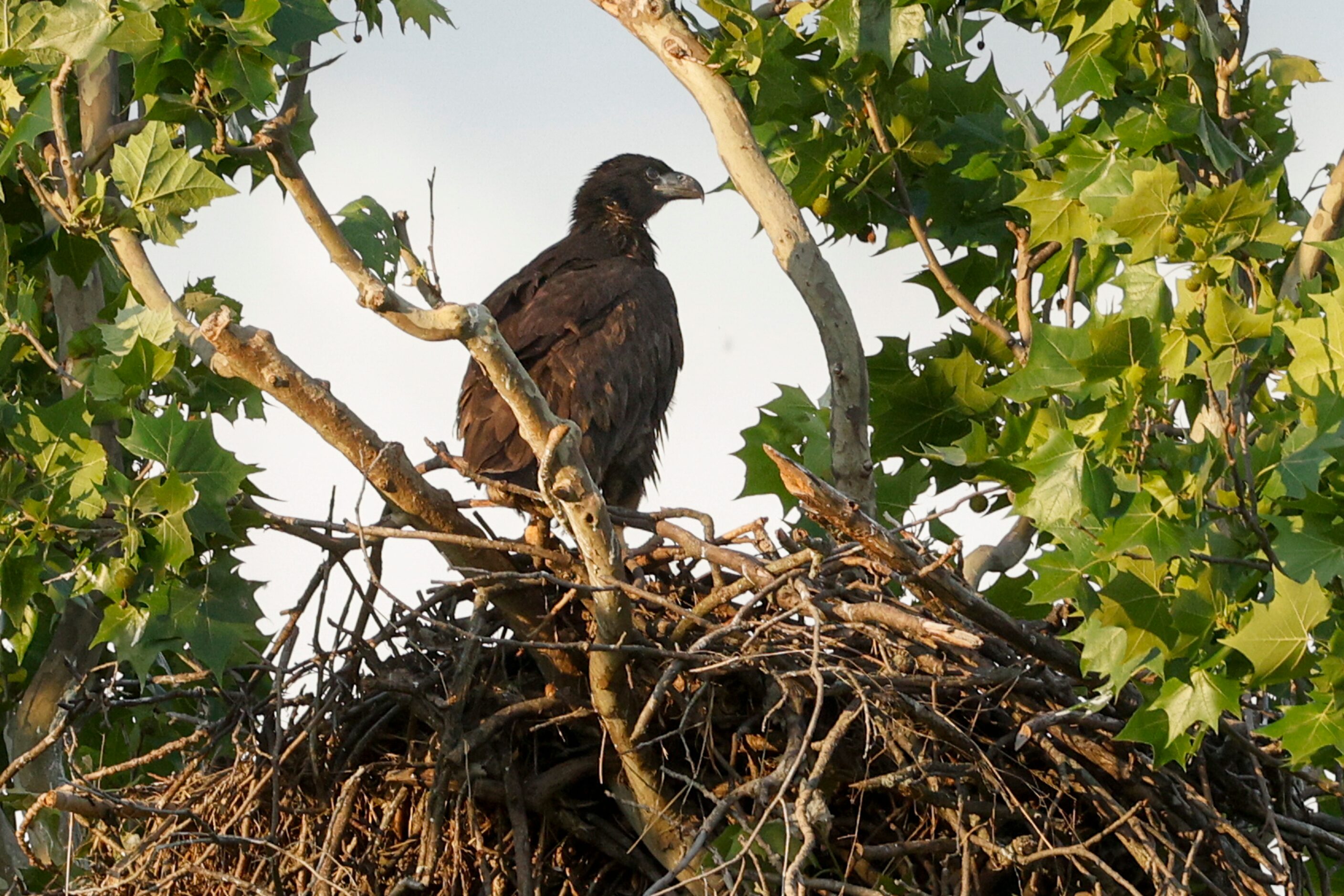 An eaglet sits in its nest near White Rock Lake, Monday, May 13, 2024, in Dallas.