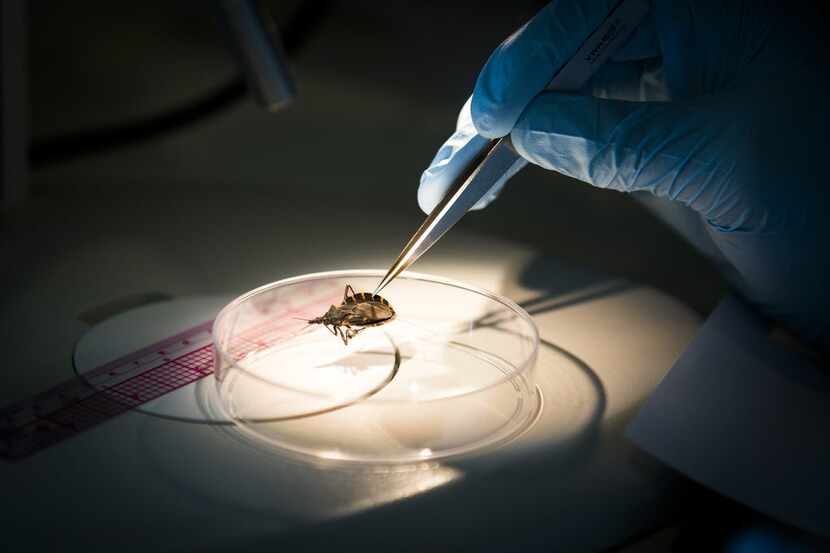 A research assistant at Texas A&M examines an insect. Texas used to lag in Tier 1 research...