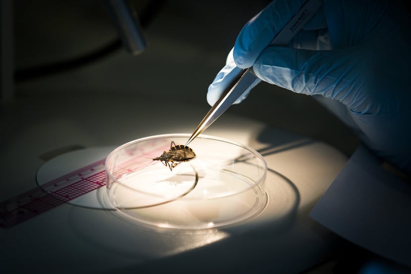 A research assistant at Texas A&M examines a kissing bug last year. A&M, a Tier One research...