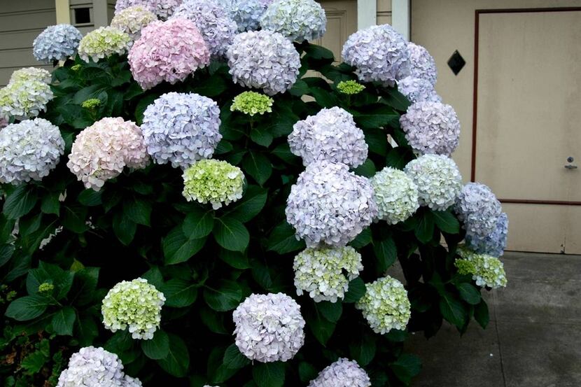In Dallas' alkaline soil, hydrangea blooms are pink. It's an old-fashioned custom to apply...