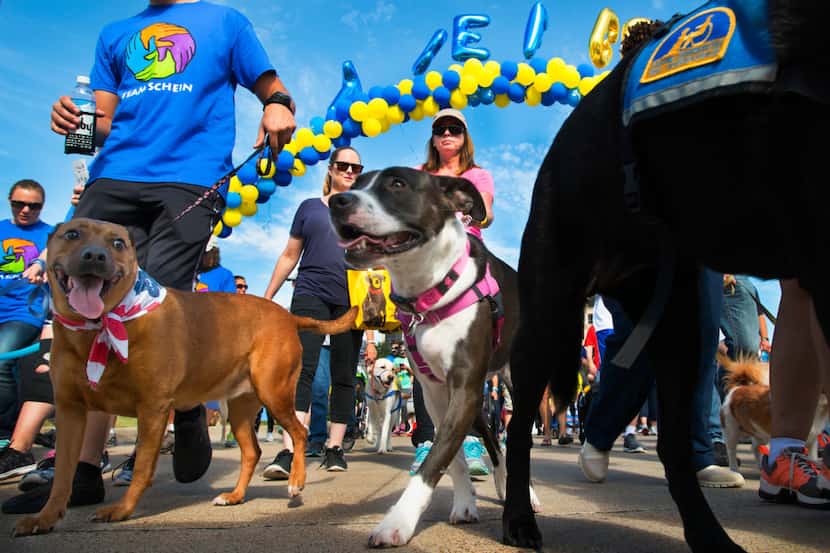 Two and four-legged participants in the Canine Companions for Independence Dog Fest Walk 'N...