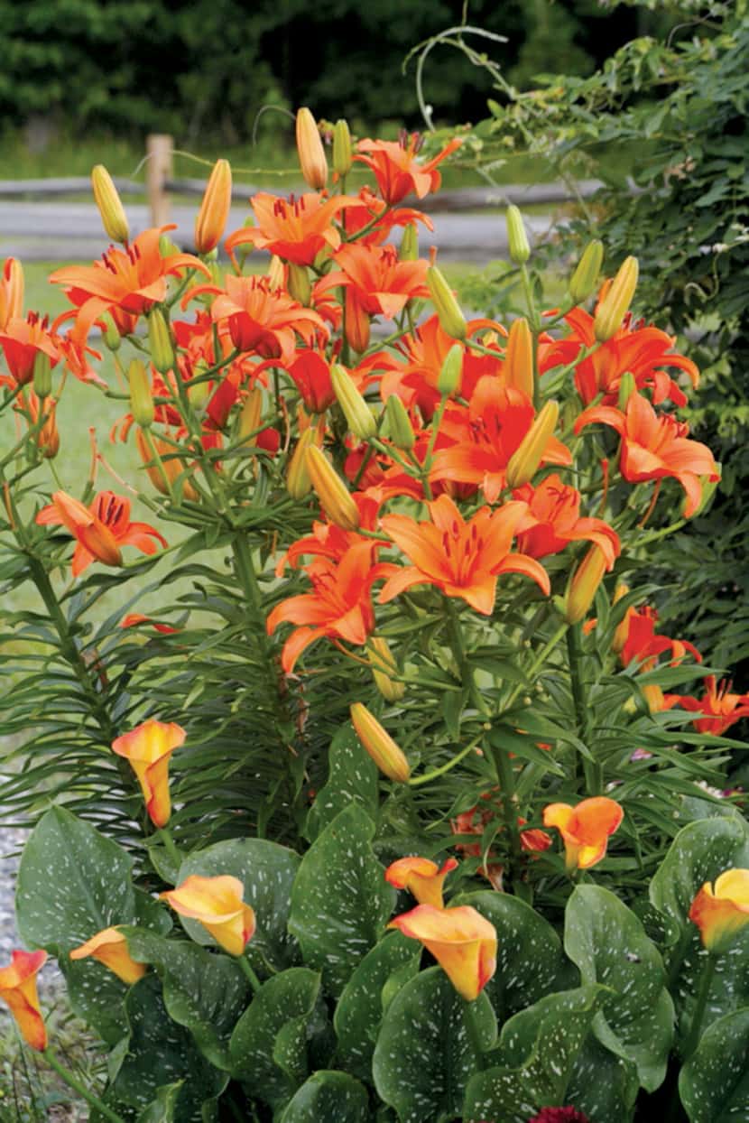 Orange lilies and callas in a container 