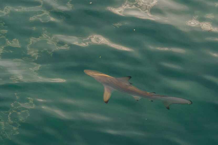 Authorities say the shark that bit a swimmer at South Padre Island on Saturday was possibly...