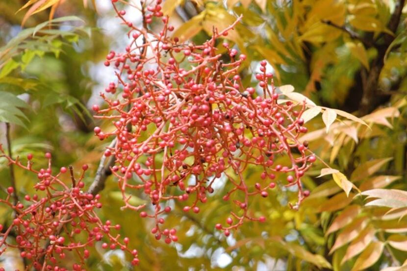 The Chinese pistache tree produces red berries.
