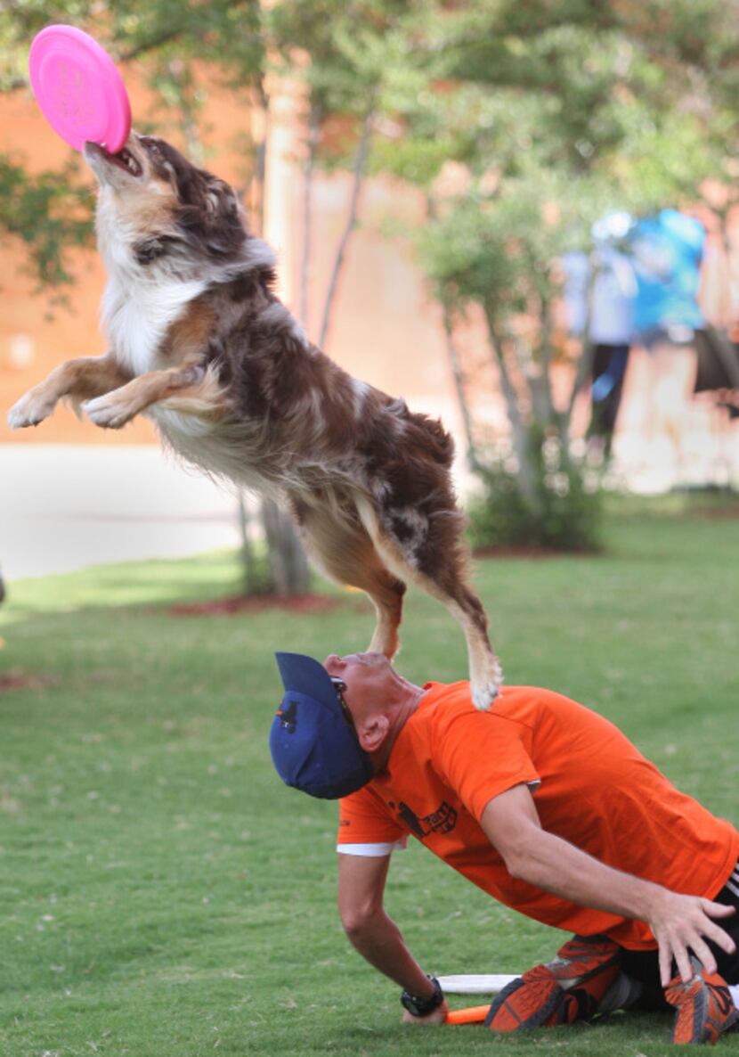 Bam Bam, an Australian shephard, performed tricks with his owner, Chuck Middleton of Dallas,...