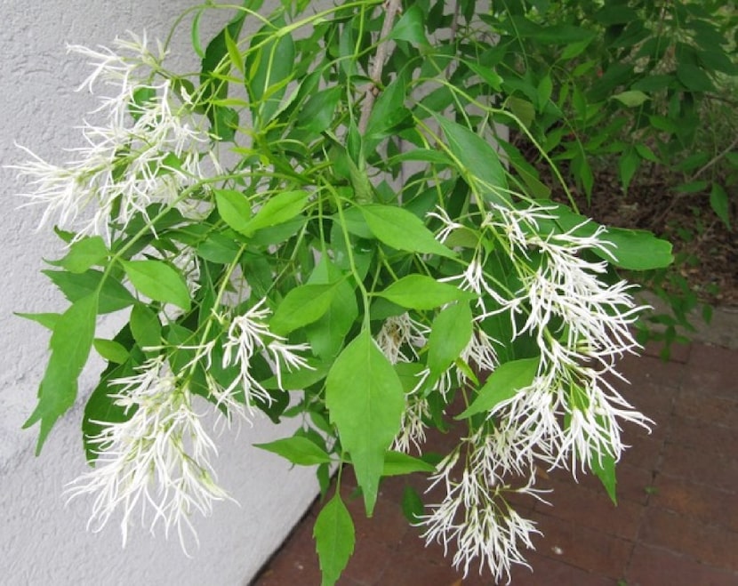 Foliage and the sweet smelling flowers of the beautiful fragrant ash 