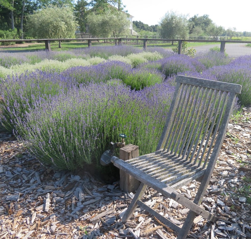 Erda Tea's herbal garden is a peaceful, contemplative space.
