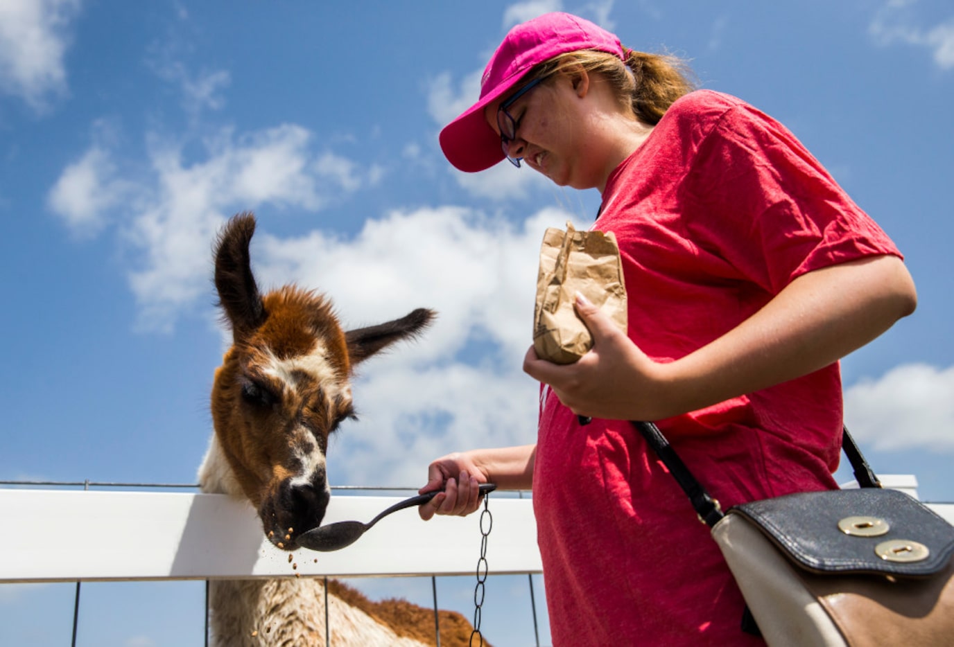 Austen Wheeler feeds a llama at the Gentle Zoo.