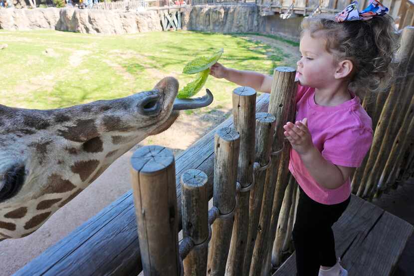 Claire Wagner, 3, feeds a giraffe at the Fort Worth Zoo on Friday, Feb. 23, 2024. During the...