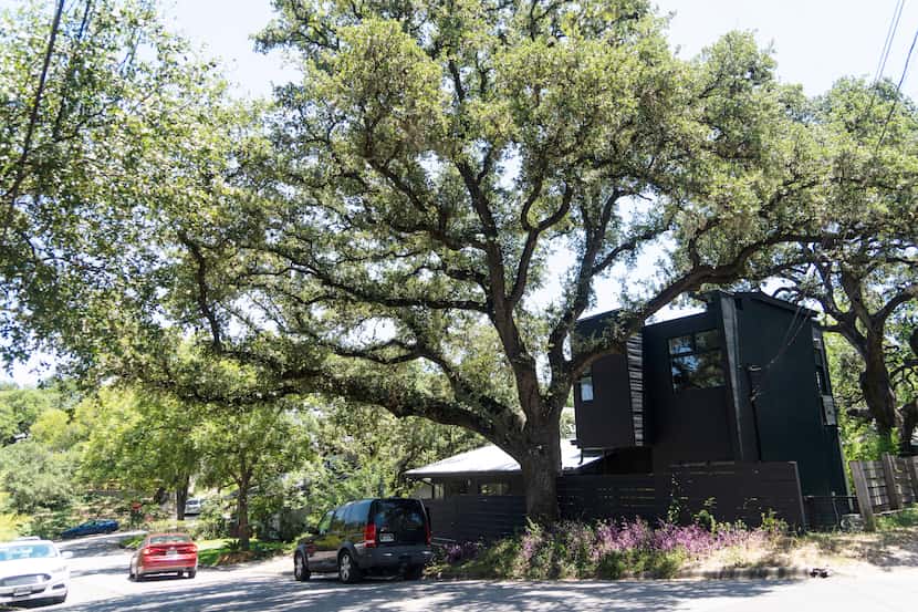 A giant tree sits on Milan Place in Travis Heights on July 12, 2023. The tree is home to a...