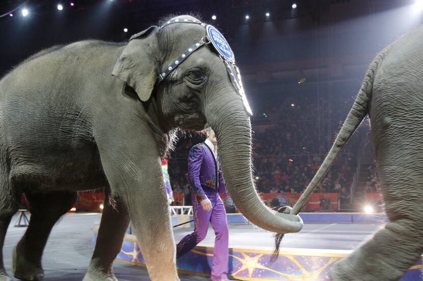 Asian elephants performed for the final time in the Ringling Bros. and Barnum & Bailey...