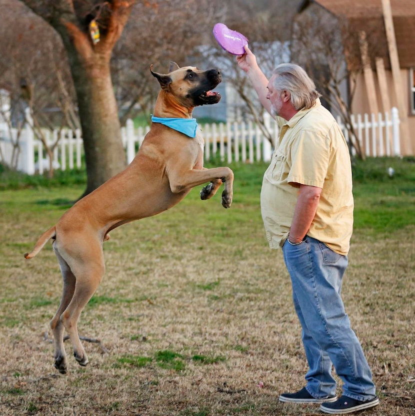 
Remus plays with owner Lester Lawson at home in Mesquite. Remus is the 13th-ranked Dane in...