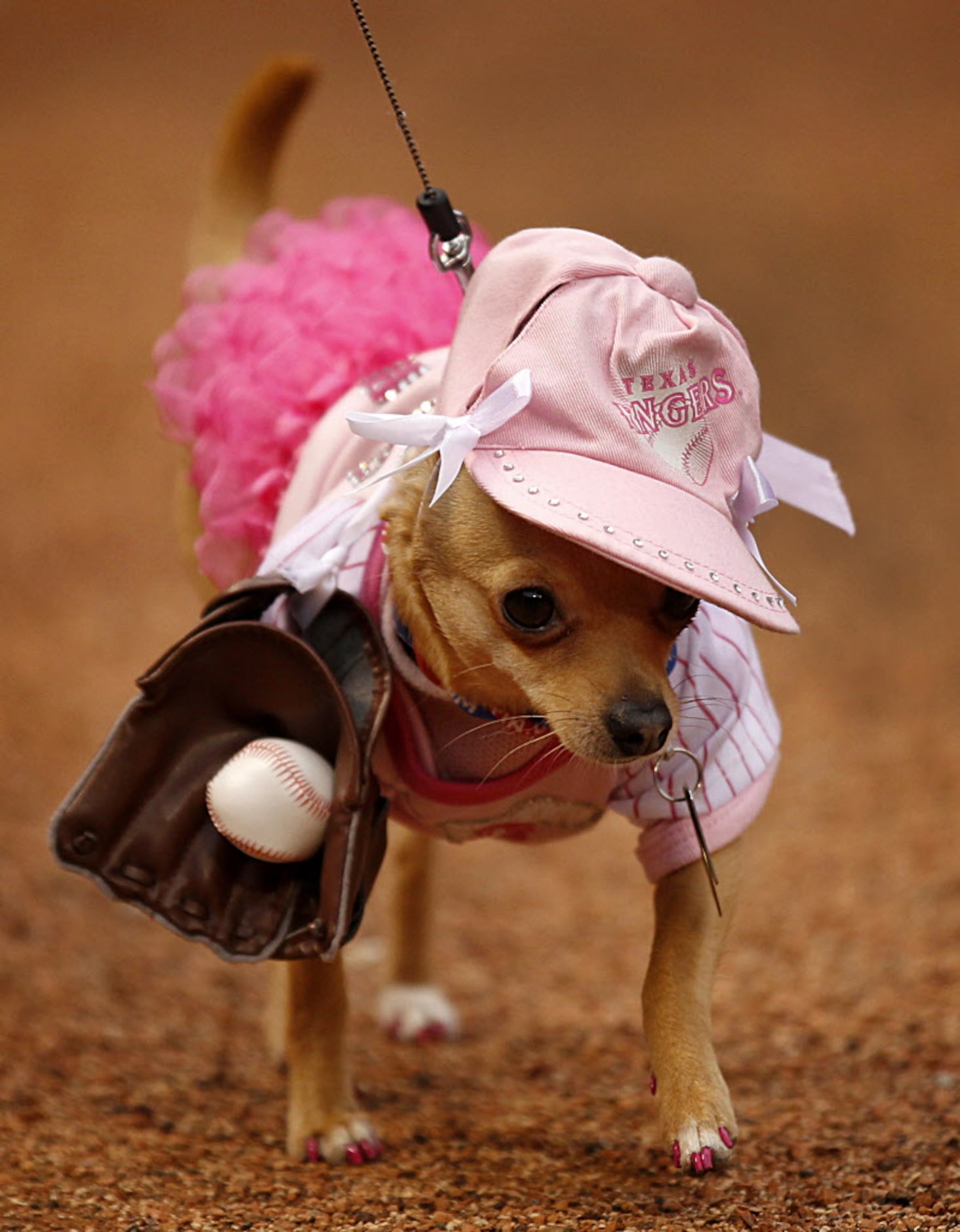 This festive little Chihuahua joined the baseball-themed fun as dogs and their owners...