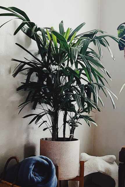 Lady palm plant in a beige planter against a wall