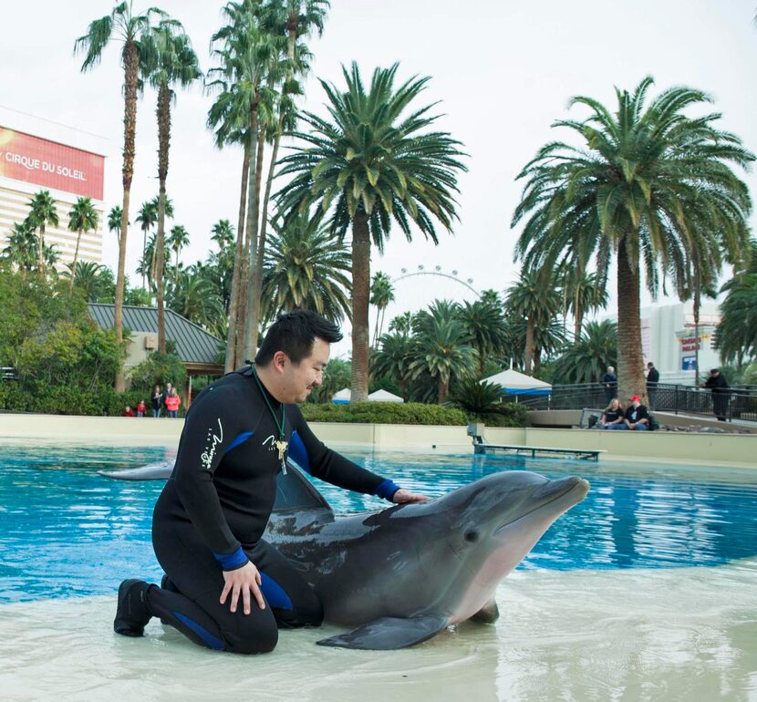 
Several of Las Vegas’ casino resorts feature wildlife attractions. Check out the dolphins...