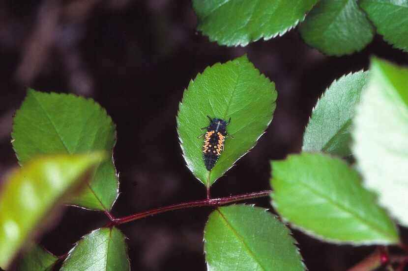 Ladybug larvae love to eat pests, and they can help keep your garden healthy.