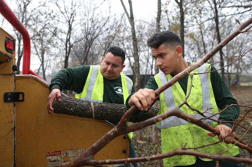 Melvin Carvajal (der.) y su padrea Israel Carvajal trabajan juntos cortando árboles en Dallas.