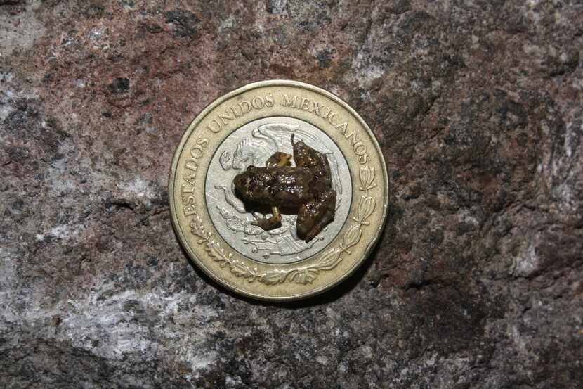 A Craugastor rubinus frog is photographed on a coin in Jalisco, Mexico.