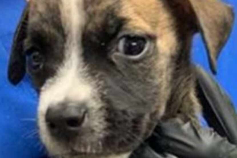 Dallas police are asking for the public’s help identifying a suspect who abandoned a puppy...