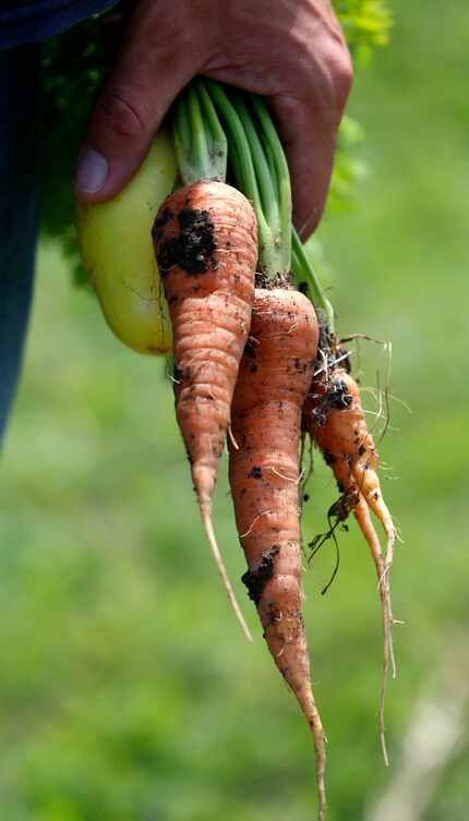 Fresh carrots from  the We Over Me farm 