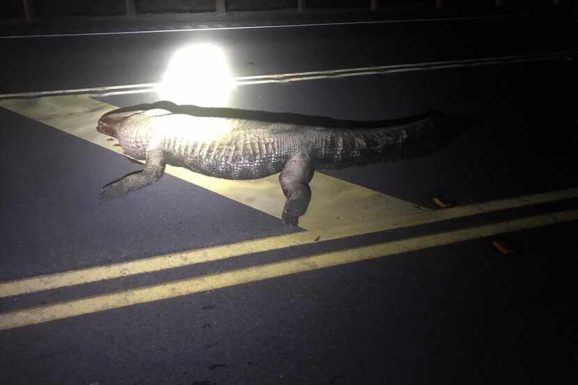 A woman and her unborn child were killed after her truck hit an alligator on a Texas state...