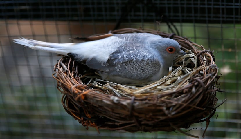 A diamond dove sits on an egg in the nest.
