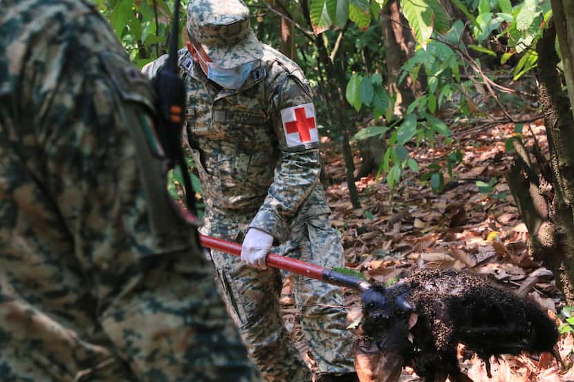 Un soldado retira el cuerpo de un mono aullador que murió en medio de temperaturas...