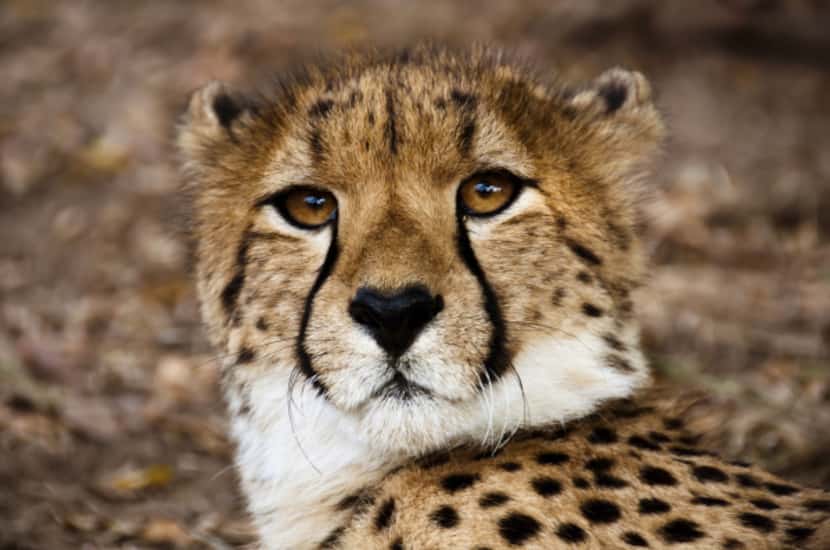 Cheetahs reign at the Hoedspruit Endangered Species Centre. The center is one of several...
