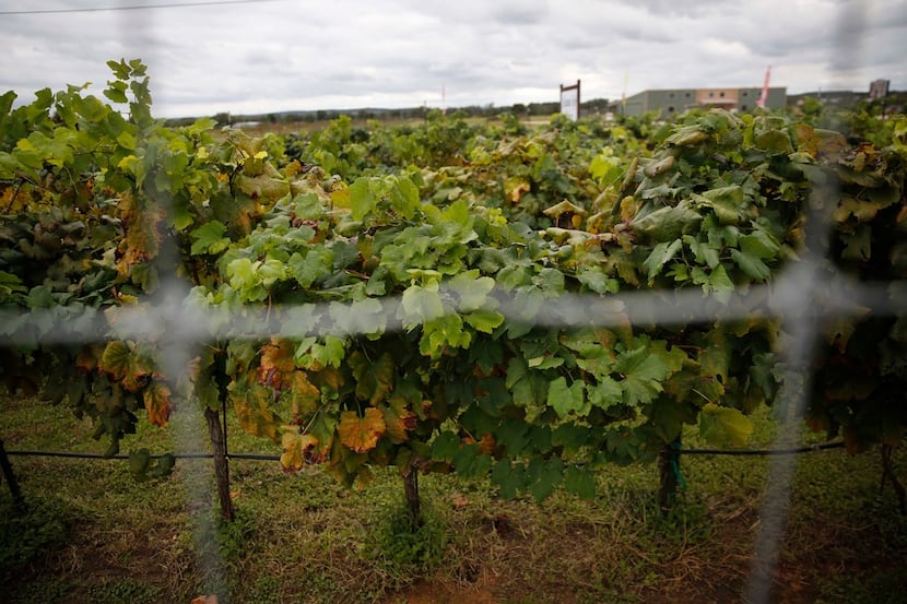 The owners of the Vineyards at Messina Hof Winery in Fredericksburg are planning a new...