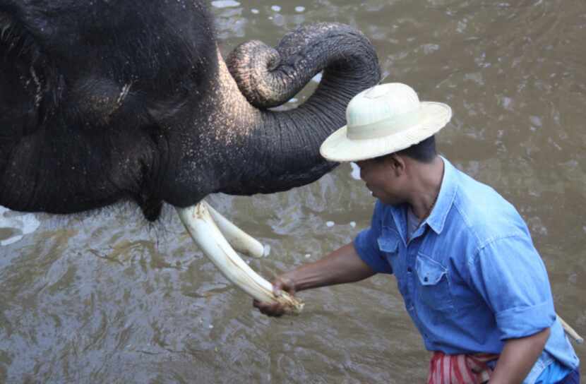 During bath time, the elephant's tusks get a polish thanks to a handful of mud at the Maesa...