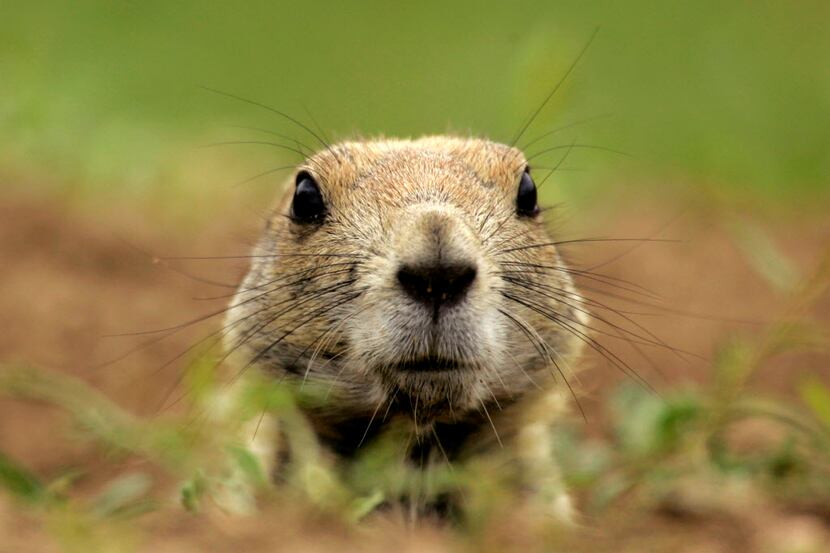  In this Aug. 29, 2007 file photo, a black-tailed prairie dog peers out of its burrow at a...