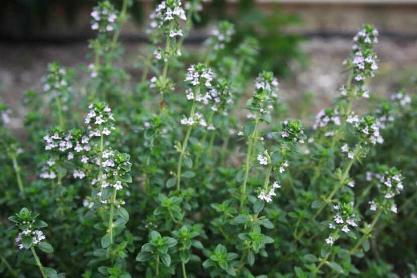 Garden thyme is the all-purpose thyme of the kitchen garden.