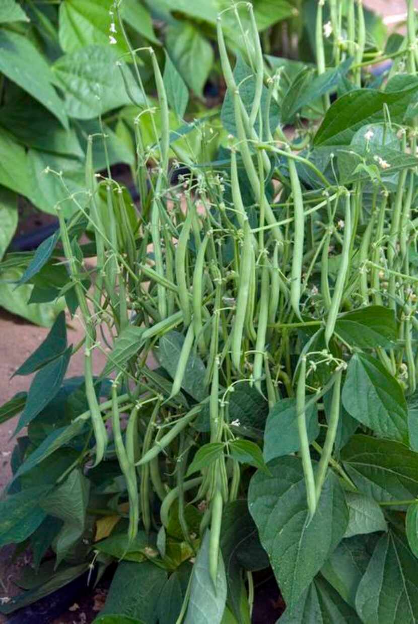 
A new variety of bean called ‘Mascotte’ is a 2014 All-America Selections vegetable award...