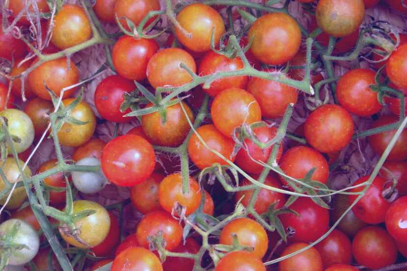 Texas wild tomato yields fruit the size of peanut M&Ms. They are an annual draw at Gardeners...