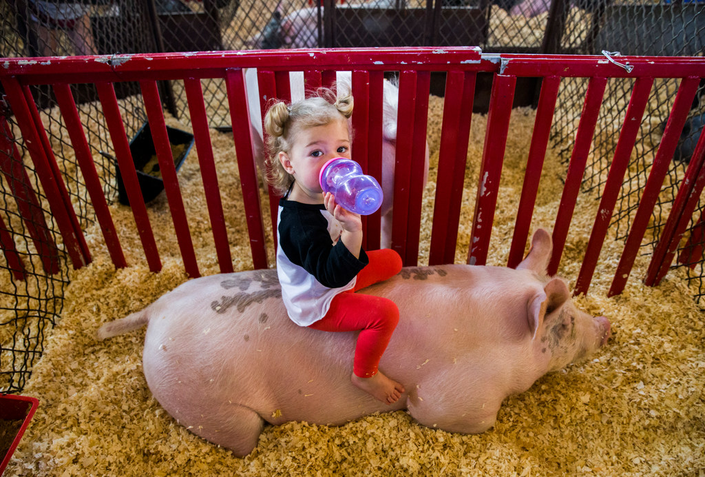 Bostyn Barrilleaux, 18 months, of Pecos, Texas, sits on a show barrow belonging to her...