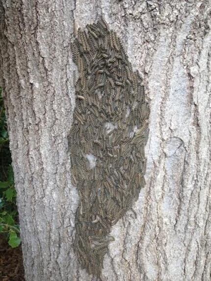 A spray of Bt or spinosad will take care of tent caterpillars.