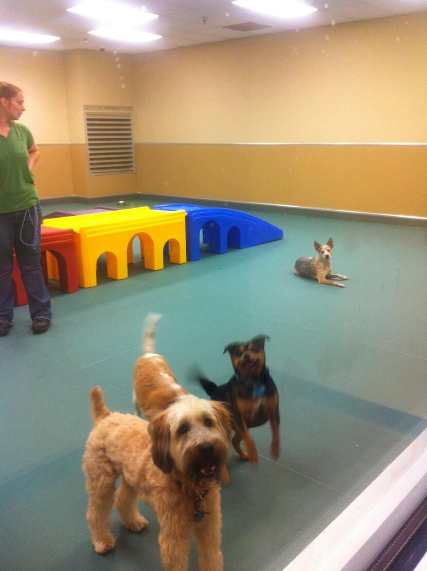 The smaller dogs' indoor play area at Pooch Hotel Richardson.