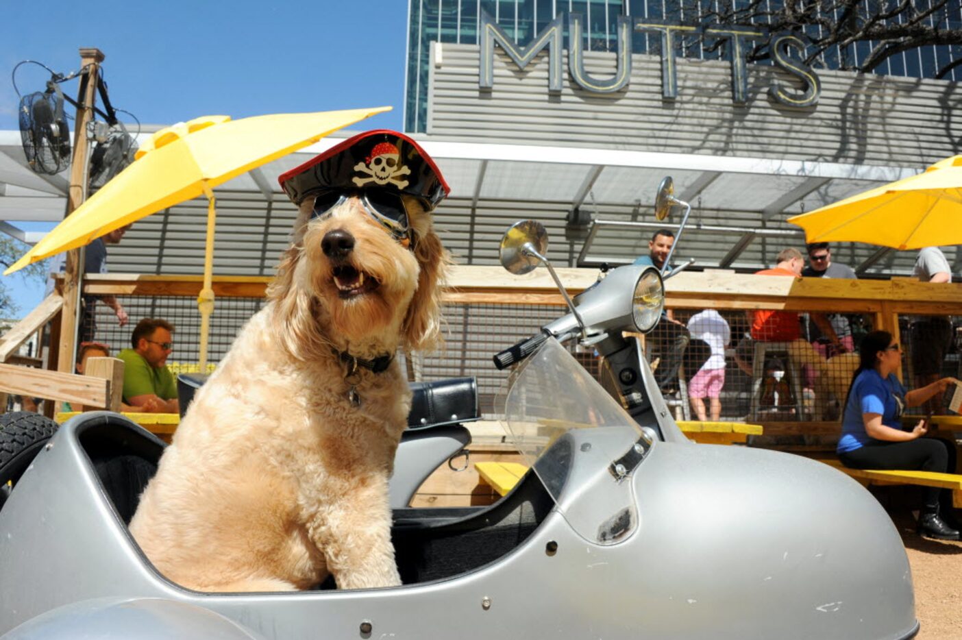 Nelson arrives at the party for Nelson the Golden Doodle and his brother Walter's Birthday...